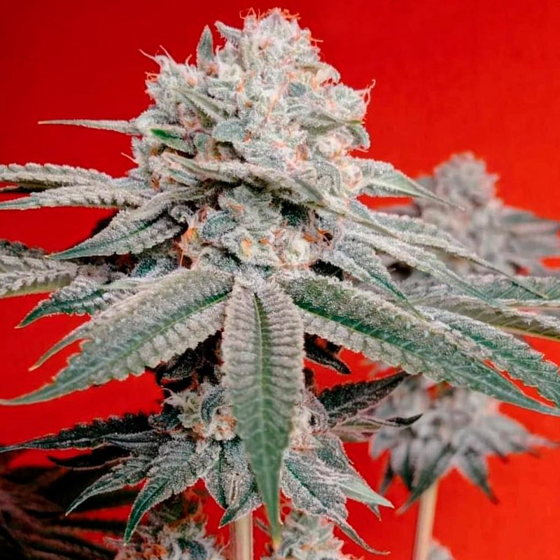Silent Seeds Seminte clasice de canabis OG Kush feminizate