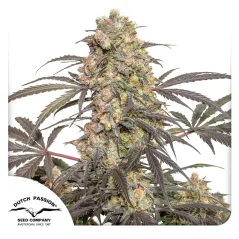 Dutch Passion Seminte de canabis Passion Fruit® Feminizate