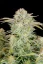 Fast Buds Cannabis Seeds Bruce Banner Auto