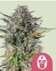 Royal Queen Seeds Kannabisfræ Bleik górilla femíniserað