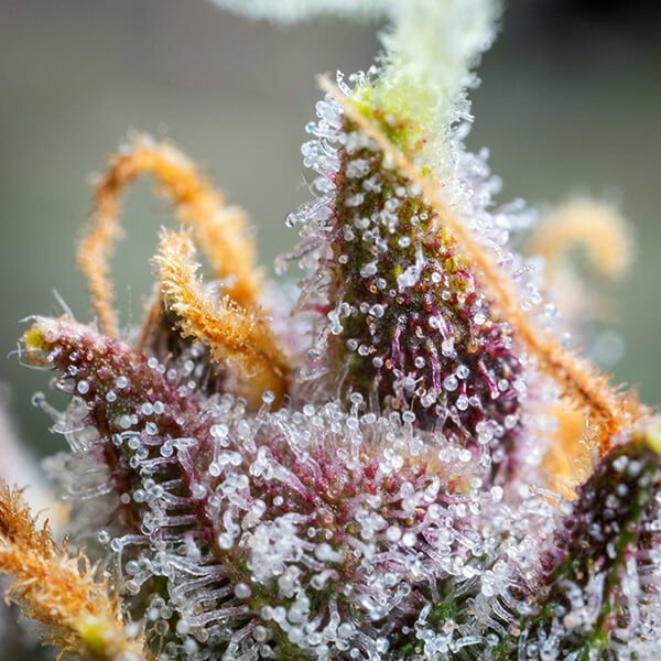 Royal Queen Seeds Seminte de canabis Watermelon Auto