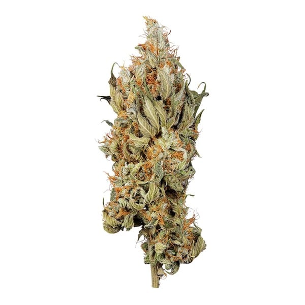 Royal Queen Seeds Seminte de Canabis Fat Banana Feminizate
