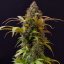 Doctor´s Choice Semințe Lowryder regulate (IBL) Auto Regular