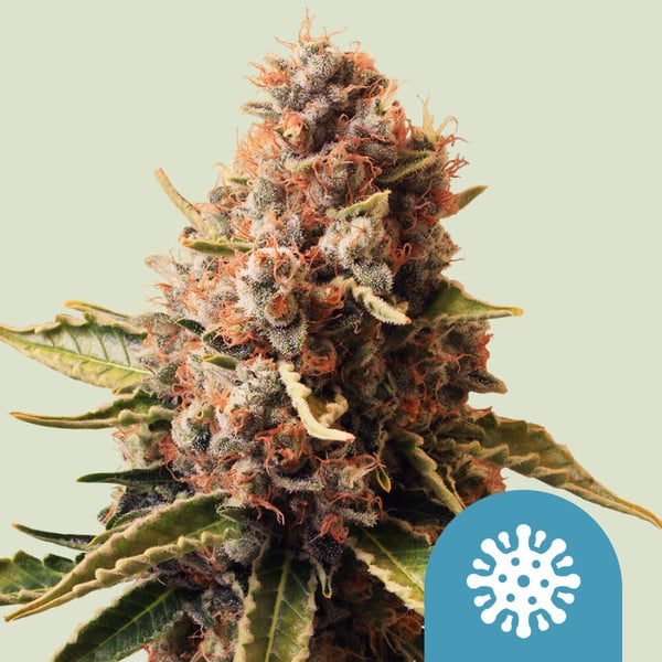 Royal Queen Seeds kannabiksen siemenet Euphoria feminisoitunut (korkea CBD)