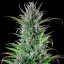 Royal Queen Seeds Seminte de canabis Northern Light feminizate