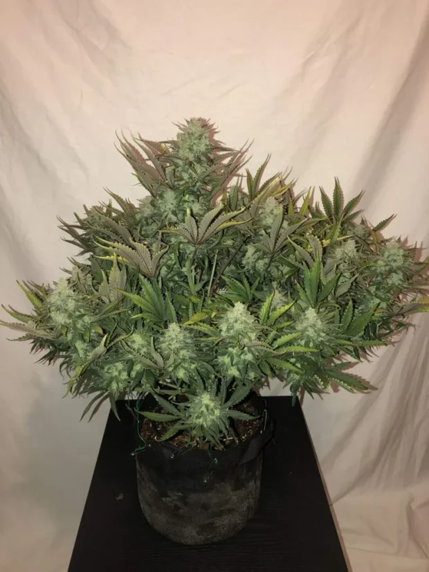 Fast Buds Sjemenke konoplje Gorilla Auto