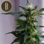 Blimburn Seeds Hanfsamen Kabrales Auto