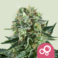 Royal Queen Seeds Cannabisfrø Bubble Kush feminiseret