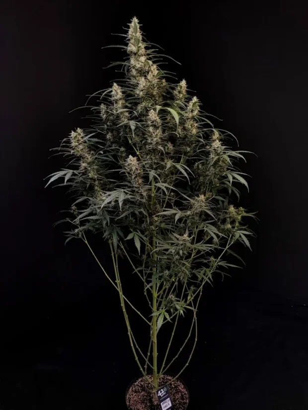 Fast Buds Sjemenke konoplje Amnesia Haze Auto