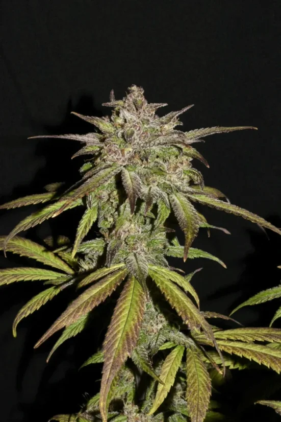 Fast Buds Автозаправка з насінням канабісу