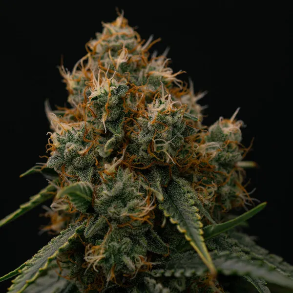 Royal Queen Seeds Semillas de cannabis Gaia F1 Auto