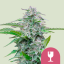 Royal Queen Seeds Semințe de Cannabis Critical Feminizate