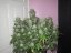 Fast Buds Cannabis Seeds West Coast O.G. Auto