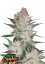 Fast Buds Sjemenke konoplje Cream Cookies Auto