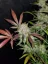 Fast Buds Sjemenke konoplje Cream Cookies Auto