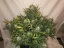 Fast Buds Sjemenke konoplje Gorilla Auto