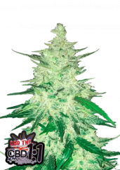 Fast Buds Sjemenke konoplje CBD Crack Auto
