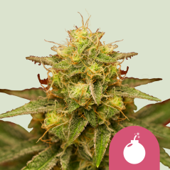 Royal Queen Seeds Seminte de canabis Royal Domina feminizate