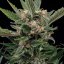 Royal Queen Seeds Seminte de canabis Royal Gorilla feminizate