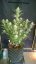 Fast Buds Cannabis Seeds Grapefruit Auto