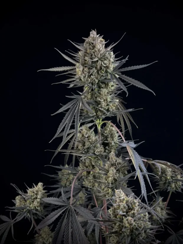 Fast Buds Насіння канабісу Pound Cake Auto
