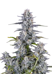 Fast Buds Semi di Cannabis Super Boof Autofiorenti