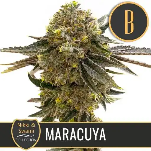Blimburn Seeds Semi di Cannabis Maracuya di Nikki Swami's Femminizzati
