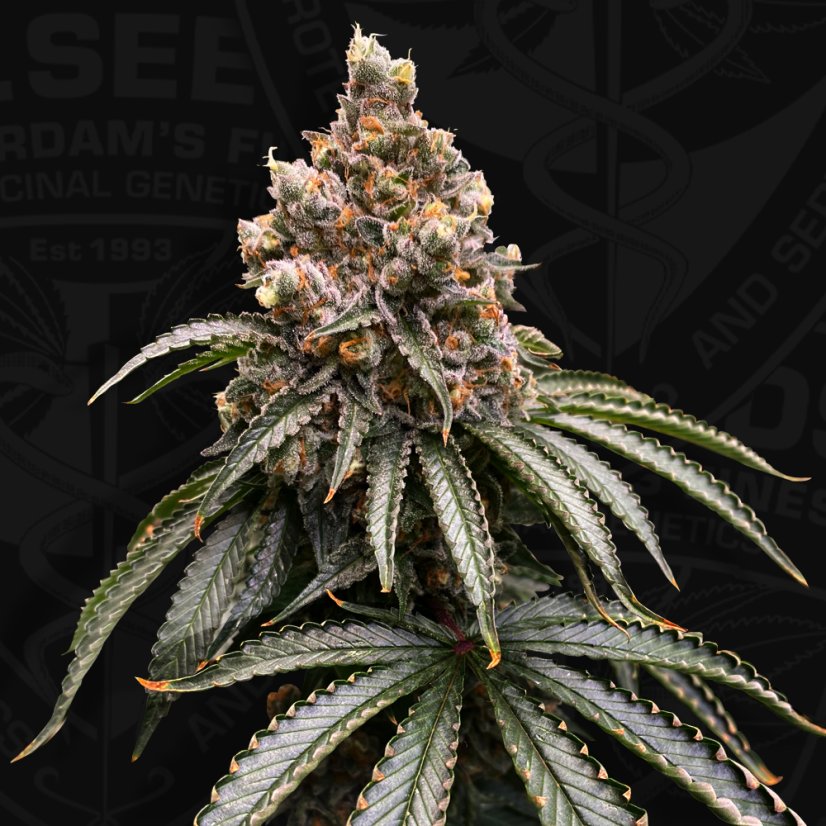 T.H.Seeds™ Seminte de canabis Mona Lisa, pachet special 6+1, feminizate