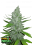 Fast Buds Sjemenke konoplje Sour Diesel Auto