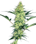 Sensi Seeds Semințe de canabis White Diesel feminizate de White Label, 3-10 buc.