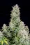 Fast Buds Semi di Cannabis Forbidden Runtz Auto