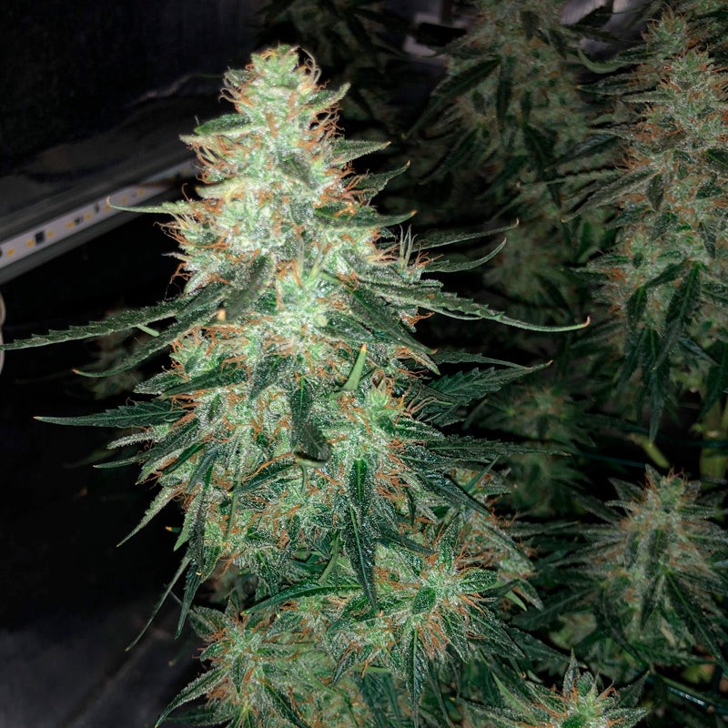 Silent Seeds Seminte de canabis Moby Dick auto feminizate