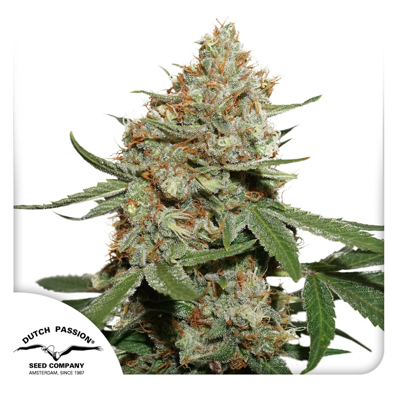Dutch Passion Semințe de canabis Skunk #11® feminizate