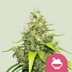 Royal Queen Seeds Cannabis Seeds Blue Gelato Nőiesített