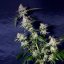 Silent Seeds Seminte exotice de canabis Cookielato feminizate