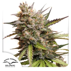 Dutch Passion Seminte de canabis Auto Melonade Runtz® Autoflowering
