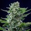 Royal Queen Seeds Semillas de cannabis Royal Critical Auto