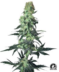Sensi Seeds Semințe de canabis Amnesia White Regular by White Label, 10 buc.