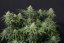 Fast Buds Cannabis Seeds Wedding Cheesecake FF