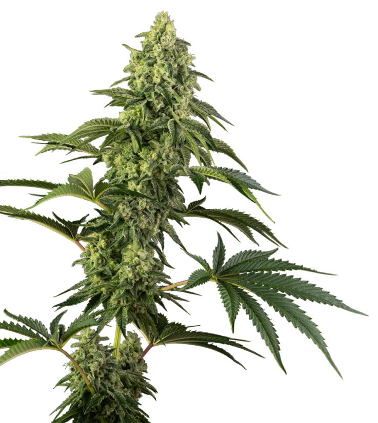 Sensi Seeds Semințe de canabis Cosmic Kiss® feminizate, 3-10 buc.