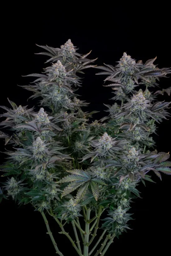 Fast Buds Sjemenke kanabisa Gorilla Cookies FF