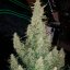 Silent Seeds Seminte de canabis clasice Critical Jack feminizate