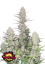 Fast Buds Sjemenke konoplje Tropicana cookies Auto