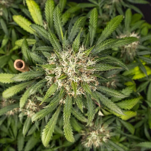 Royal Queen Seeds Seminte de canabis Biscuiti Gelato Auto