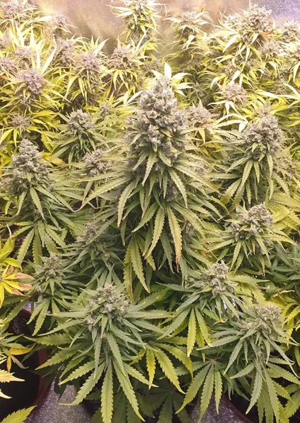 Dutch Passion Seminte de canabis Auto Lemon Kix® Autoflowering