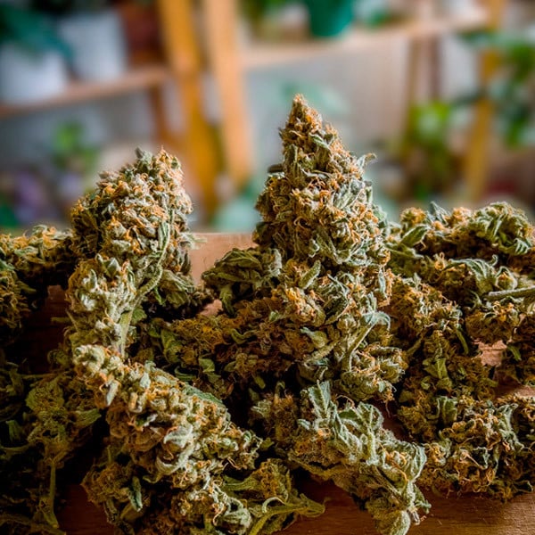 Royal Queen Seeds Семена от канабис Medusa F1 Auto
