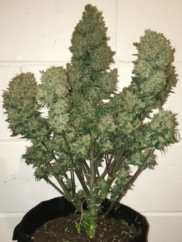 Fast Buds Cannabis Seeds West Coast O.G. Auto