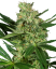 Sensi Seeds Seminte de canabis Pumpkin Spice feminizate, 3-10 buc