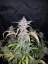 Fast Buds Cannabis Seeds Blackberry Auto