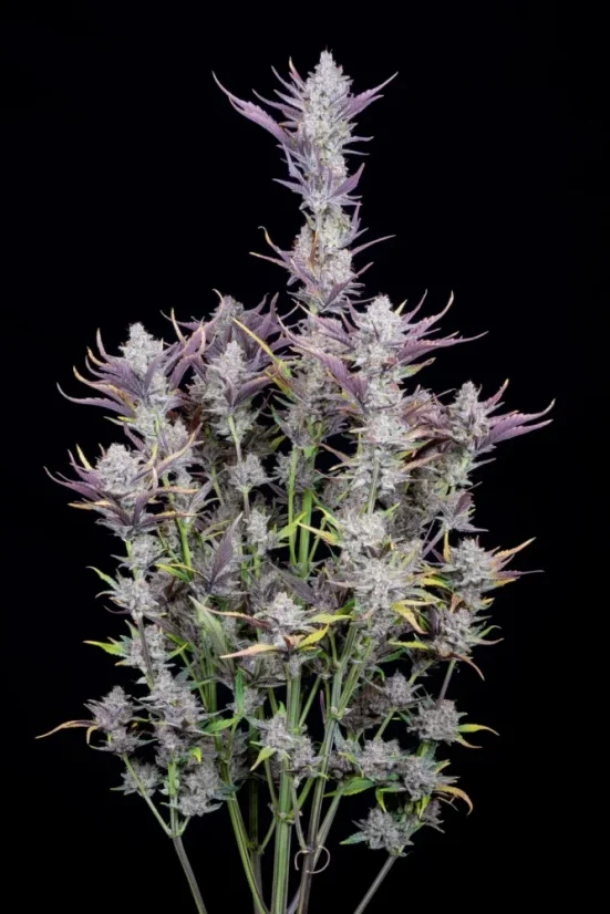 Fast Buds Sjemenke kanabisa Ljepilo za vjenčanja Auto